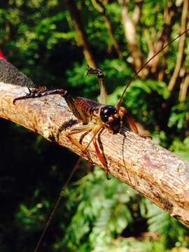 Image of Auckland tree weta