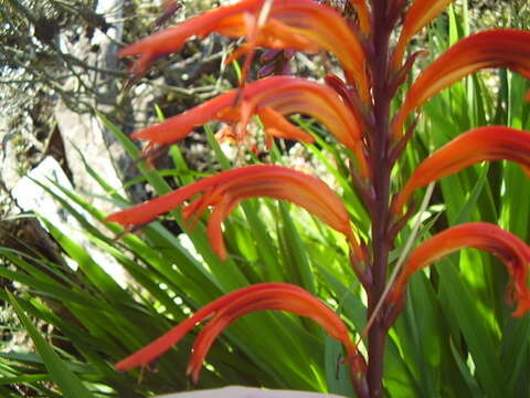 Image of African cornflag