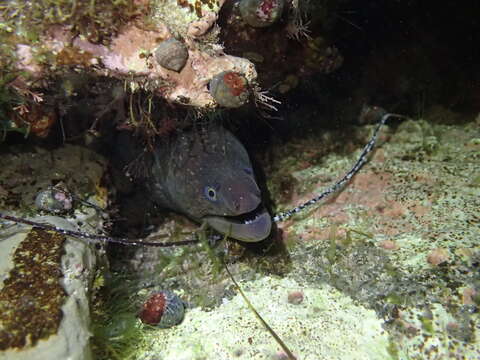 Image of California moray