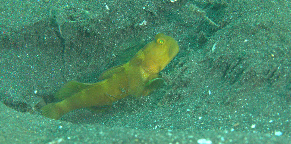 Image of Y-bar shrimp goby