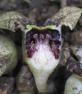 Image of Asarum nipponicum Maekawa