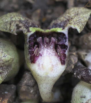 Image of Asarum nipponicum Maekawa