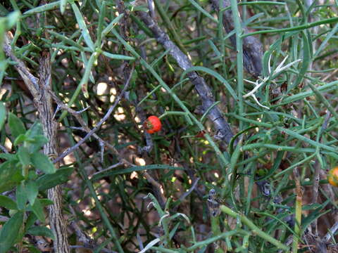 Image of Thesium triflorum Thunb. ex L. fil.