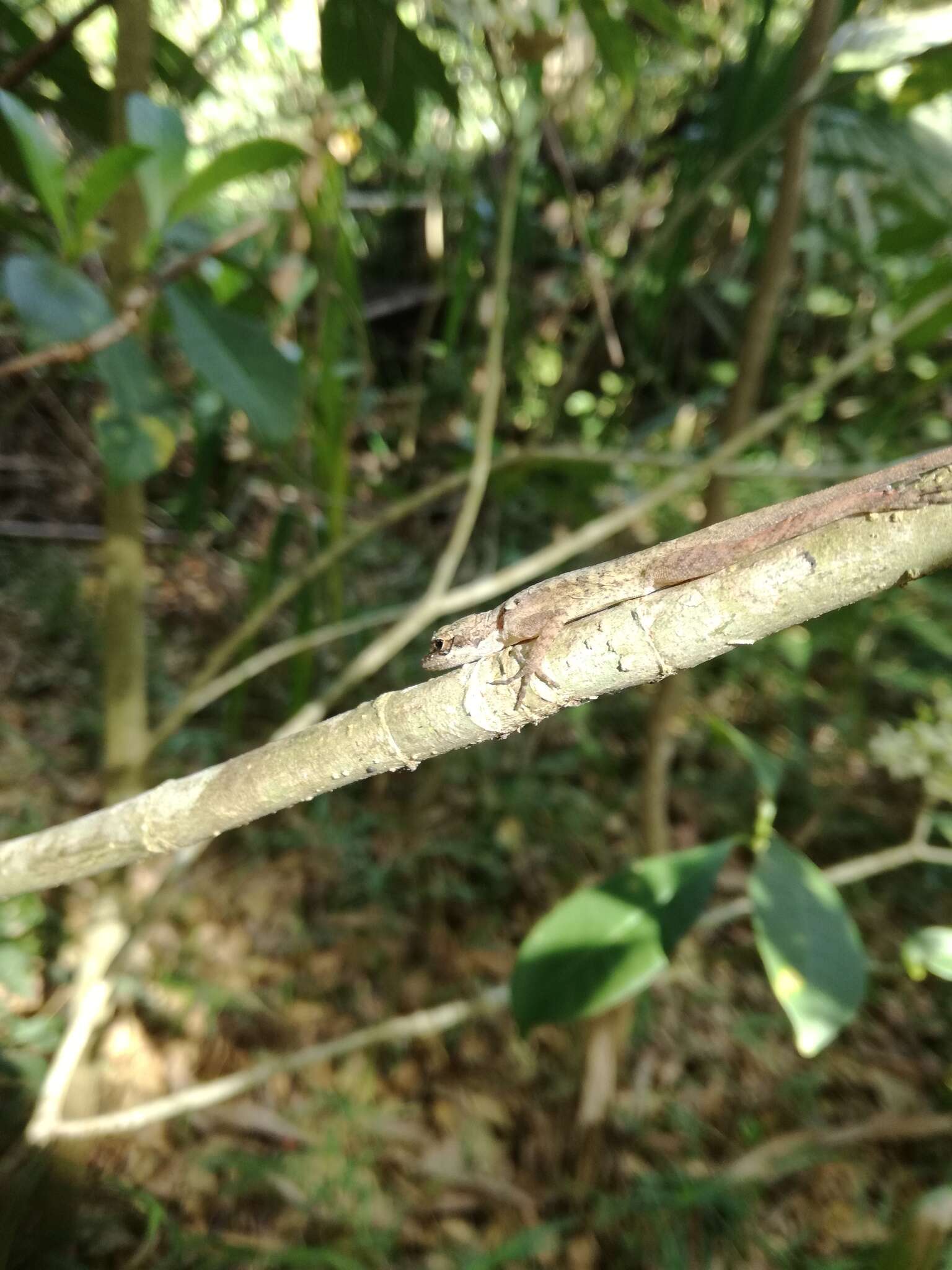 Imagem de Anolis rodriguezii Bocourt 1873