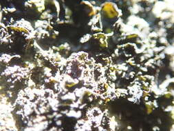 Image of Blennothallia fecunda