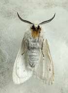 Image of Spilosoma dubia Walker 1855