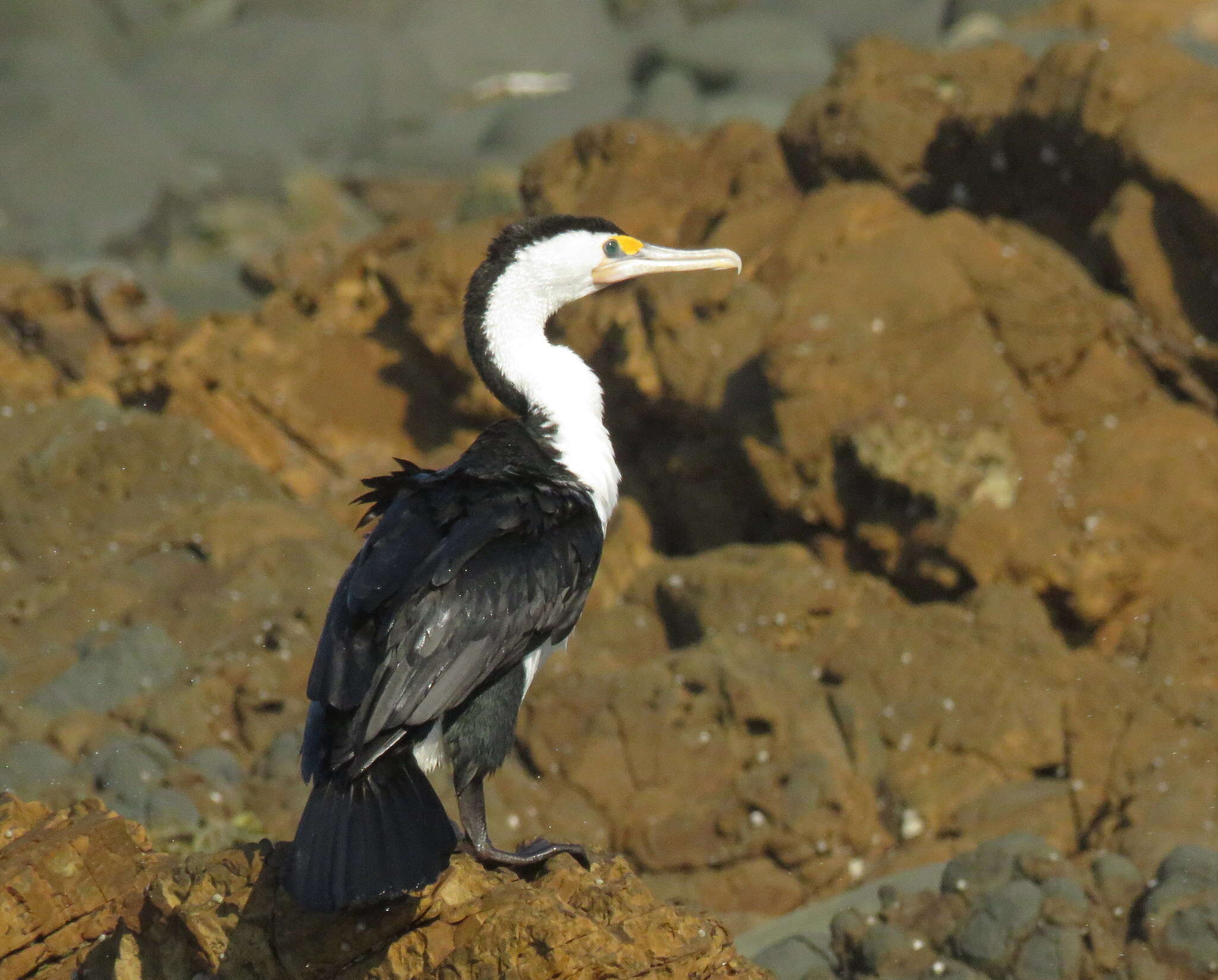 Image of Australian Pied Cormorant