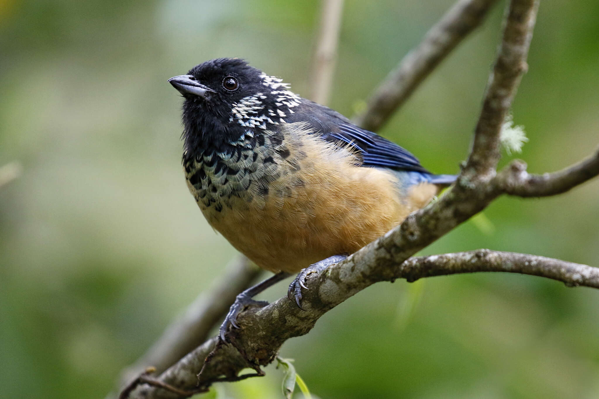 Image of Spangle-cheeked Tanager