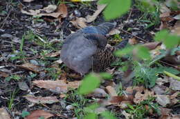 Image of Oriental Turtle Dove