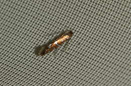 Image of Phyllonorycter nigrescentella (Logan 1851)