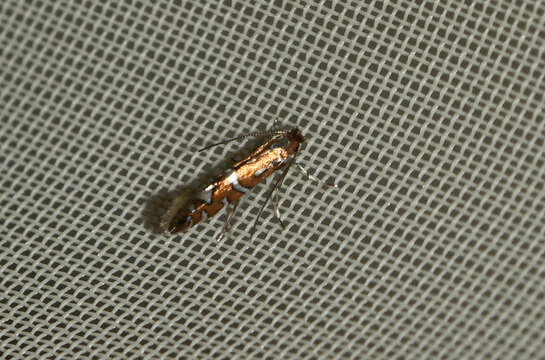 Phyllonorycter nigrescentella (Logan 1851)的圖片