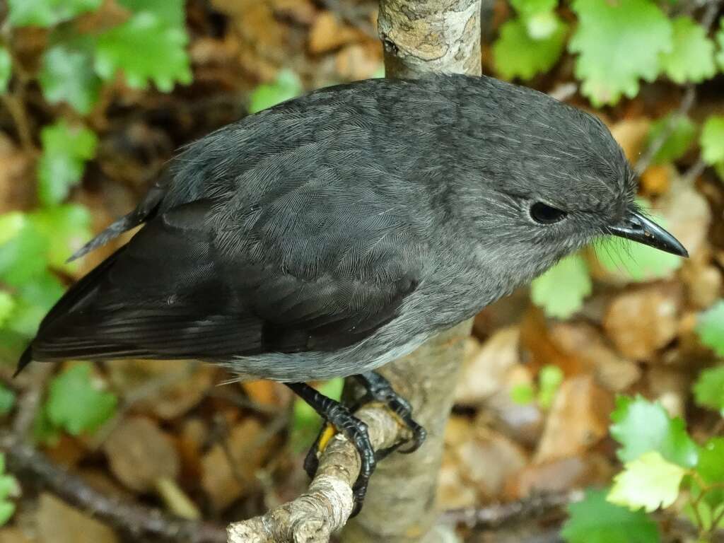 Petroica australis australis (Sparrman 1788)的圖片