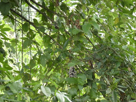 Image of Isthmian Wren