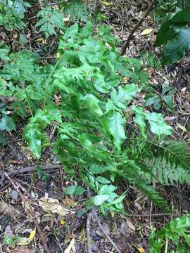 Слика од Daucus decipiens (Schrad. & J. C. Wendl.) Spalik, Wojew., Banasiak & Reduron