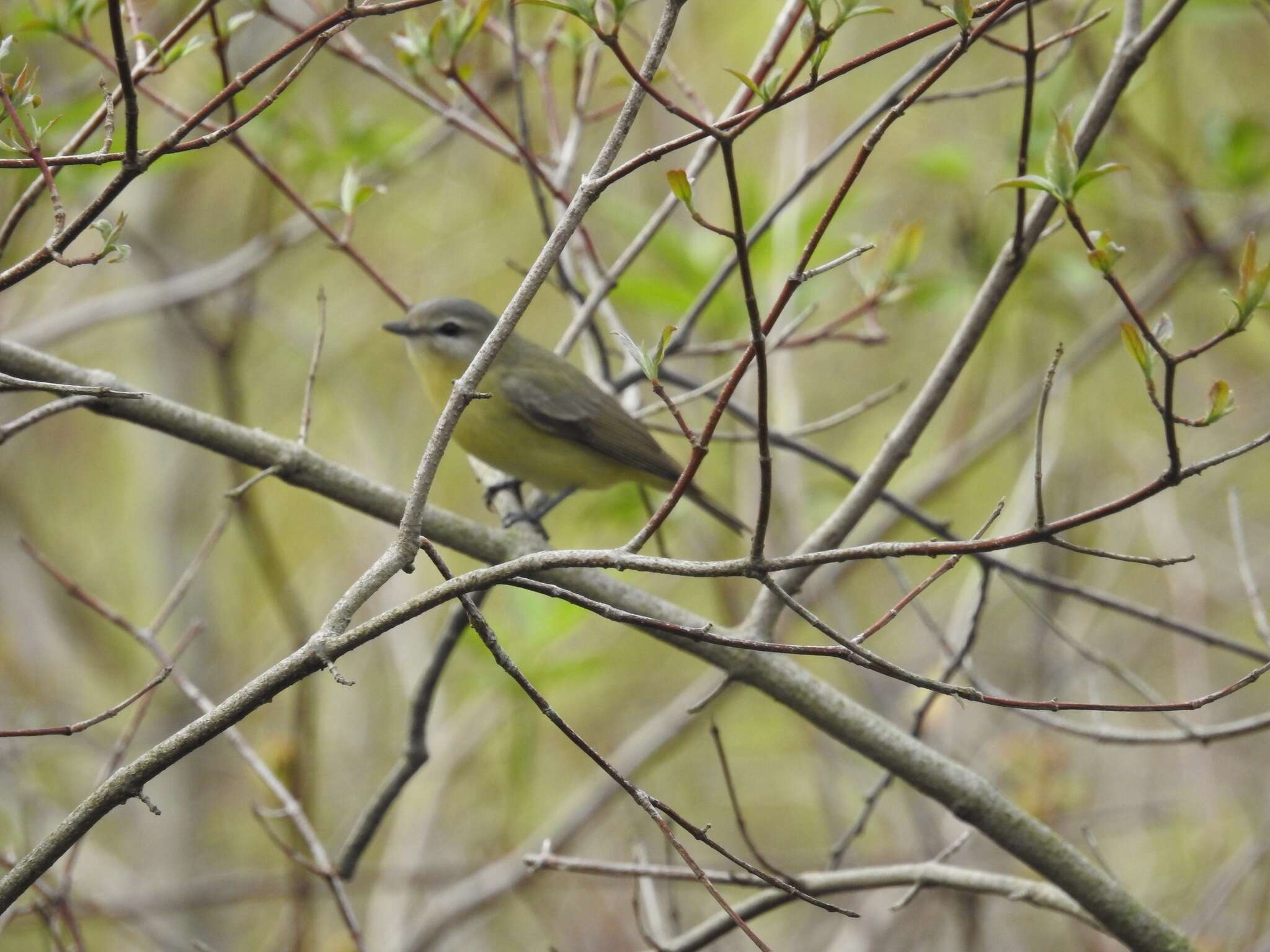 Слика од Vireo philadelphicus (Cassin 1851)