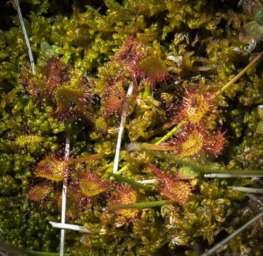 Image of Common Sundew