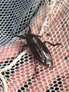 Image of Giant Water Bug