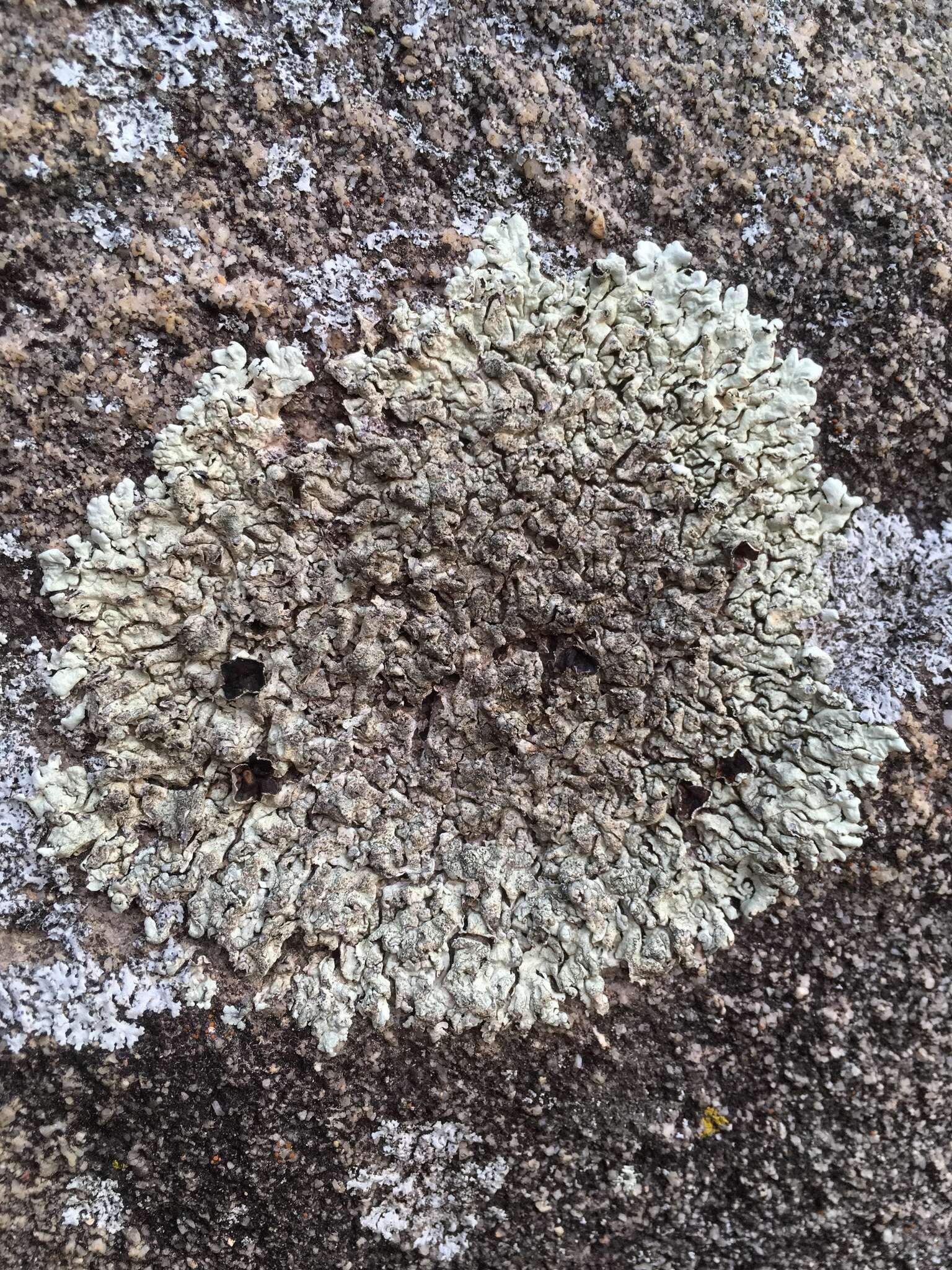 Image of Mexican xanthoparmelia lichen