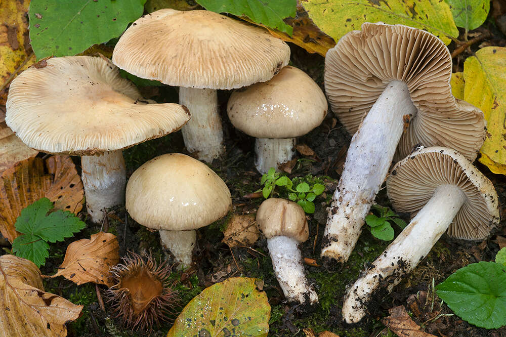 Image of Cortinarius mucifluoides Rob. Henry ex Bidaud, Moënne-Locc. & Reumaux 2000