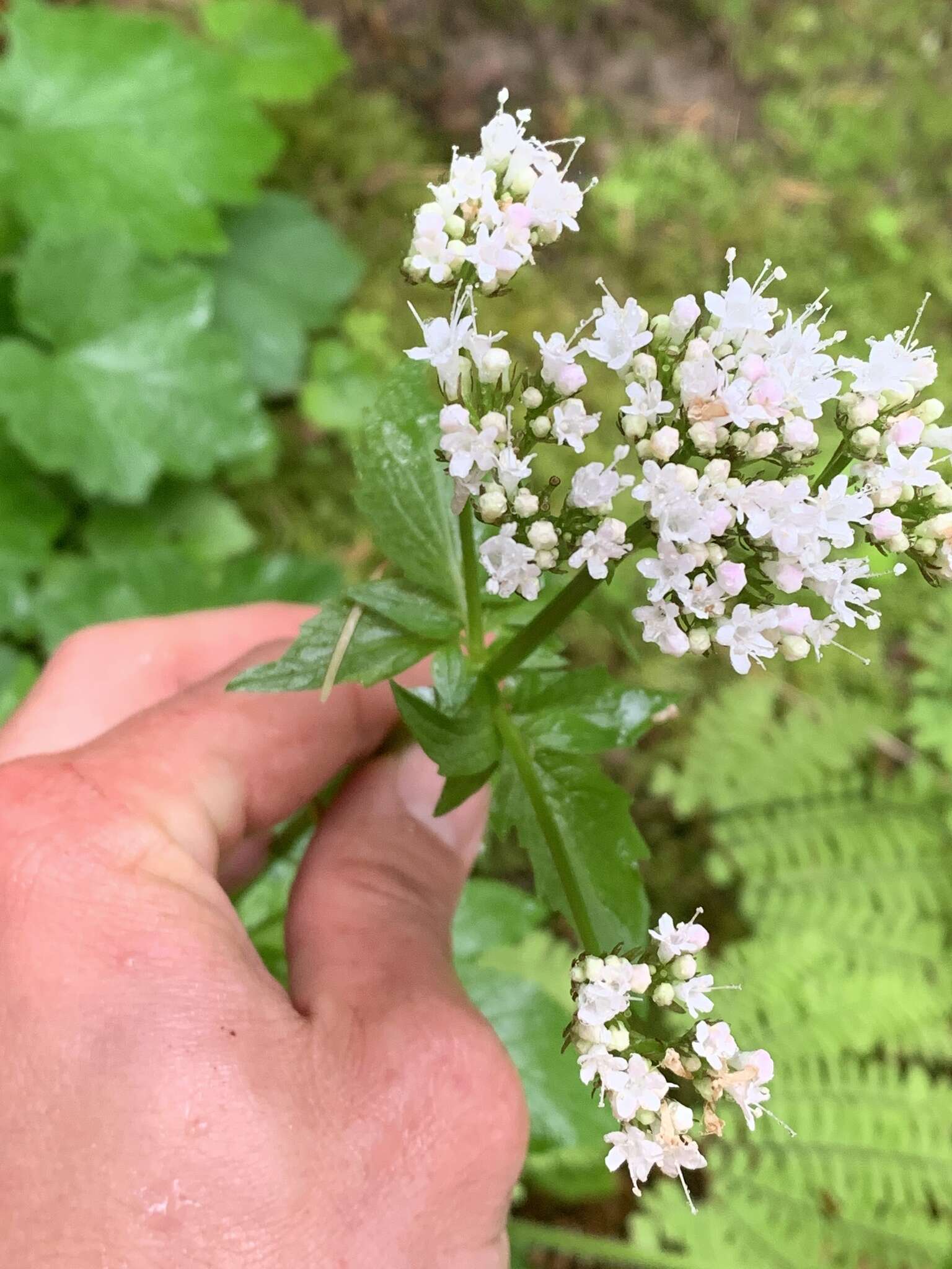 Image of Scouler's Valerian