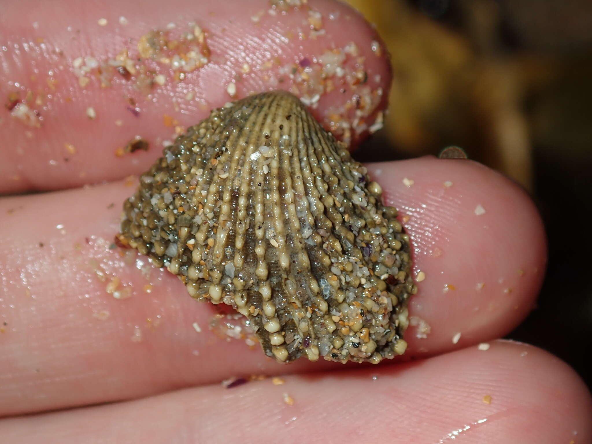 Слика од Neotrigonia lamarckii (Gray 1838)