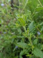 Image of wavyleaf ceanothus