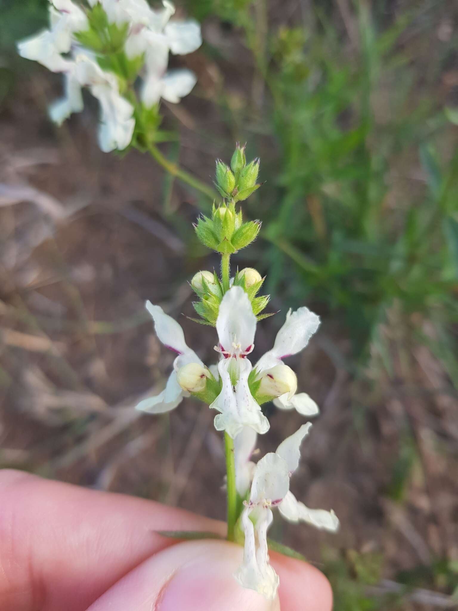 Stachys annua (L.) L.的圖片