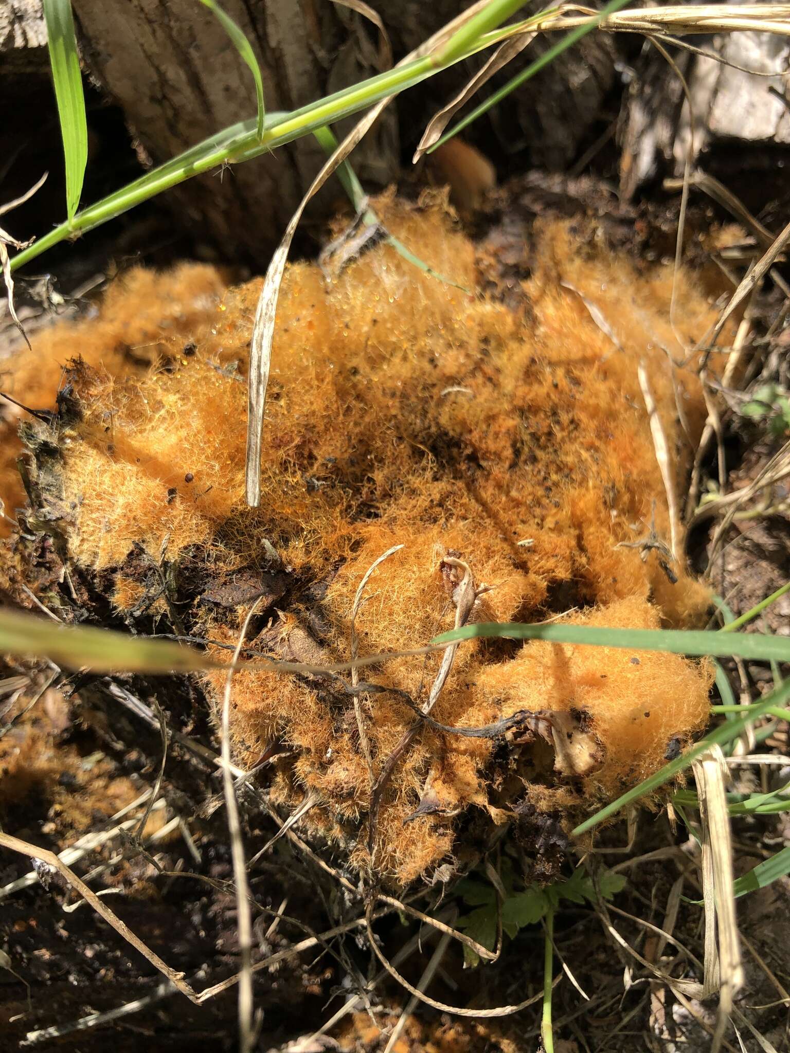 Coprinellus domesticus (Bolton) Vilgalys, Hopple & Jacq. Johnson 2001的圖片