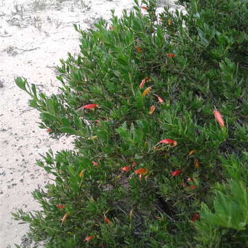 صورة Eremophila glabra (R. Br.) Ostenf.