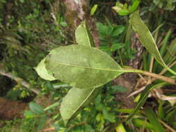 Image of Ilex brevicuspis Reiss.