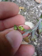 Image of Small-leaved Helleborine