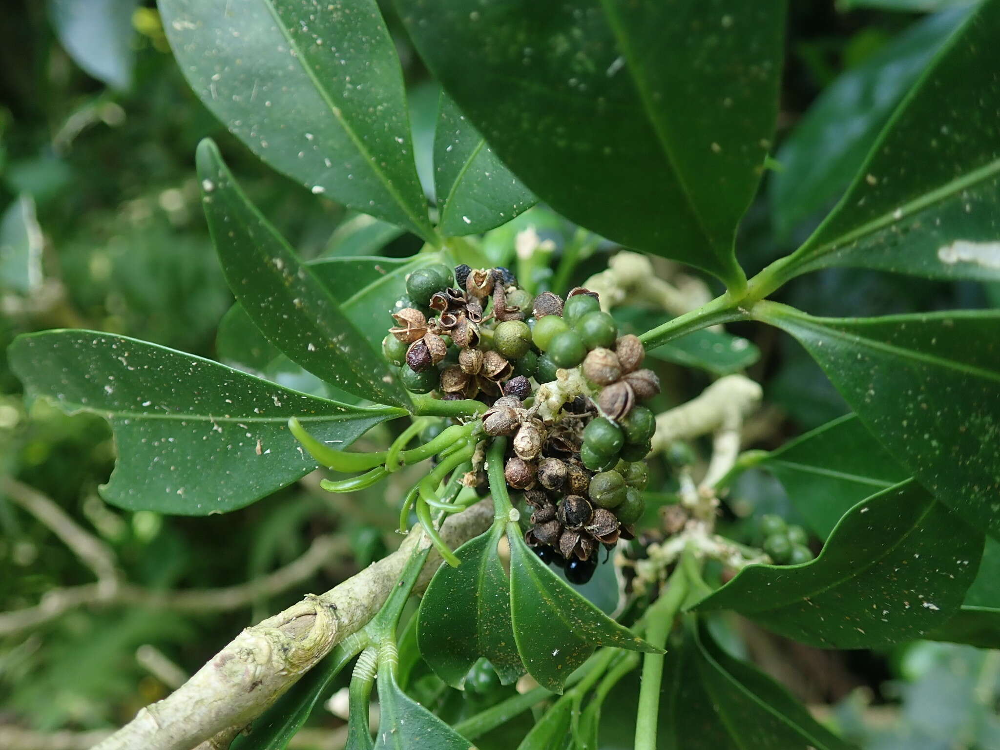 Image de Melicope triphylla (Lam.) Merr.