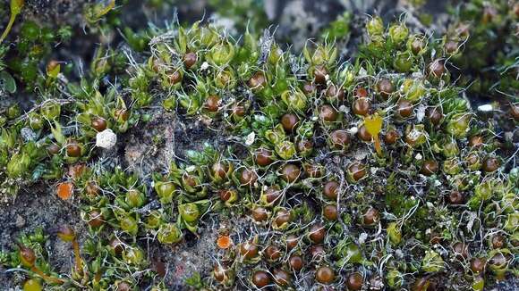 Image of sessile pterygoneurum moss