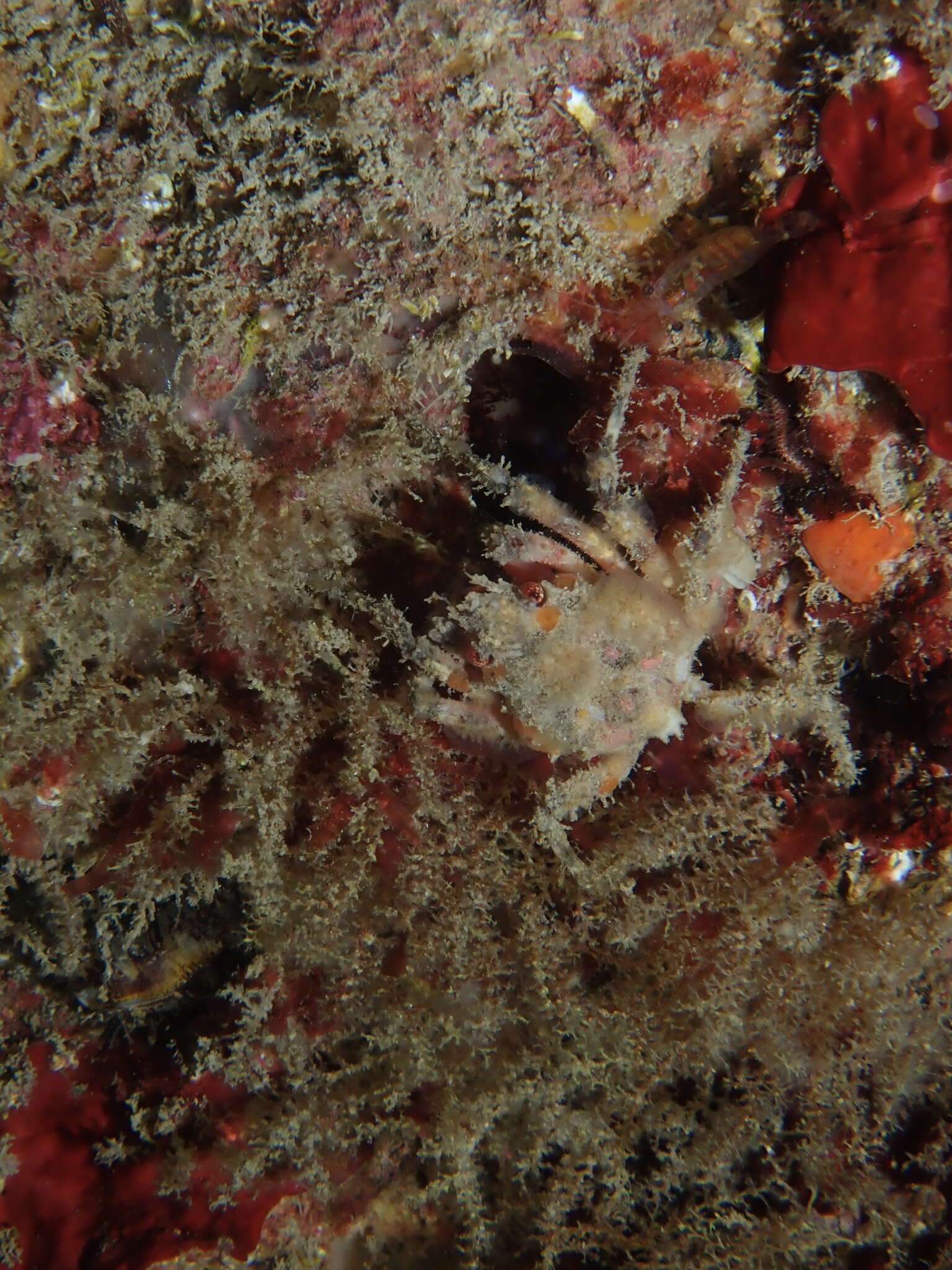 Image of rugose spider crab