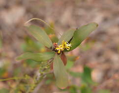 Imagem de <i>Persoonia confertiflora</i>