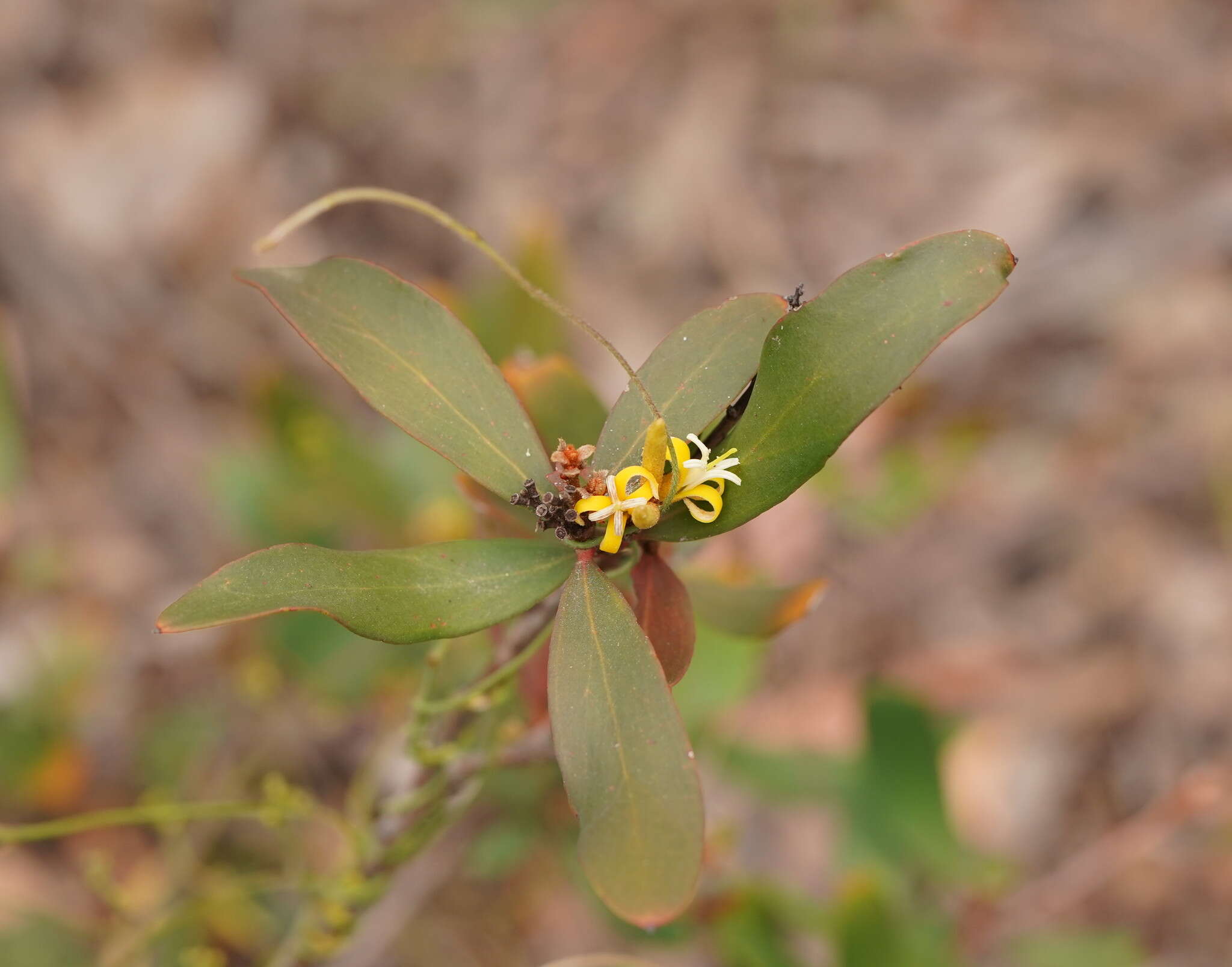 Image of <i>Persoonia confertiflora</i>