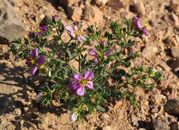 Image of Fagonia mollis Del.