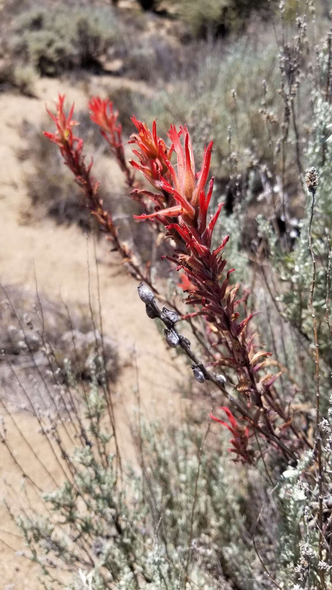 Image of longleaf Indian paintbrush