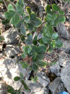 Image of Searsia lucida elliptica (Sond.) Moffett