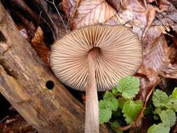 Image de Entoloma hirtipes (Schumach.) M. M. Moser 1978