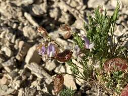 Sivun Astragalus jejunus var. jejunus kuva