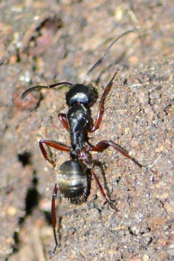 Image of Camponotus oxleyi Forel 1902