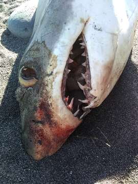 Image of mackerel sharks