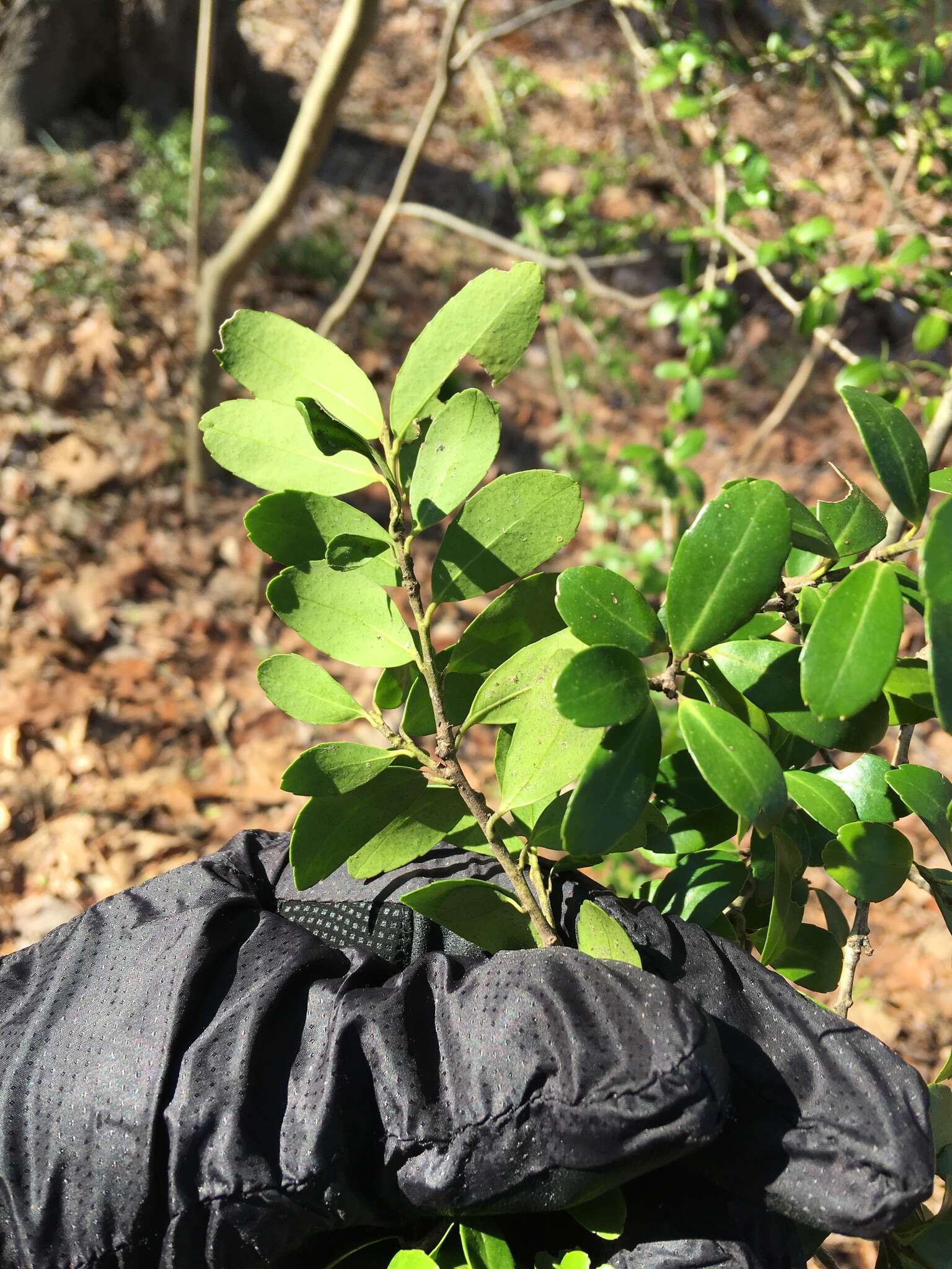 Image of Japanese holly