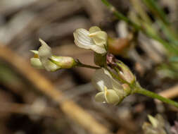 Sivun Astragalus humistratus A. Gray kuva