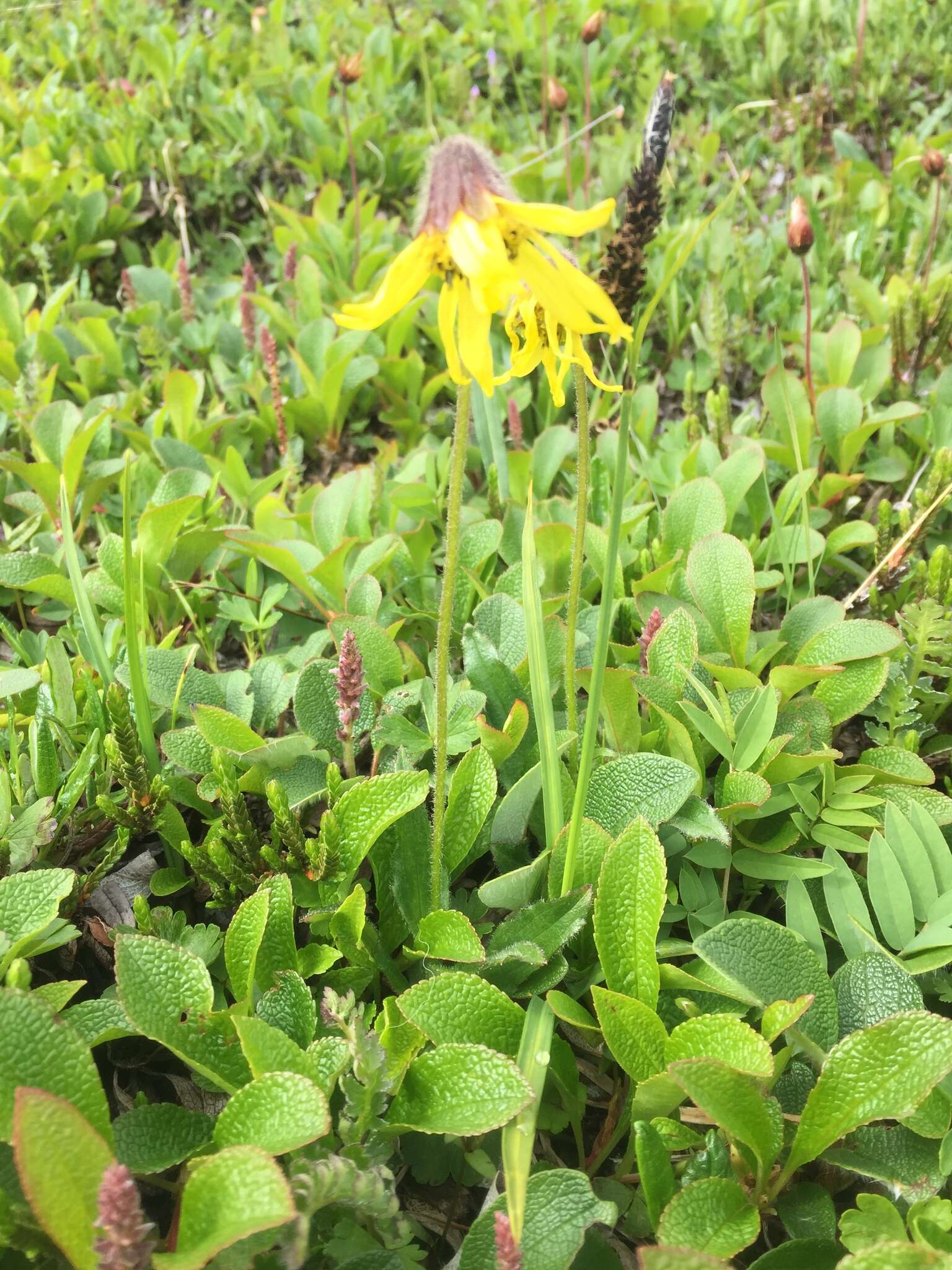 Image of nodding arnica