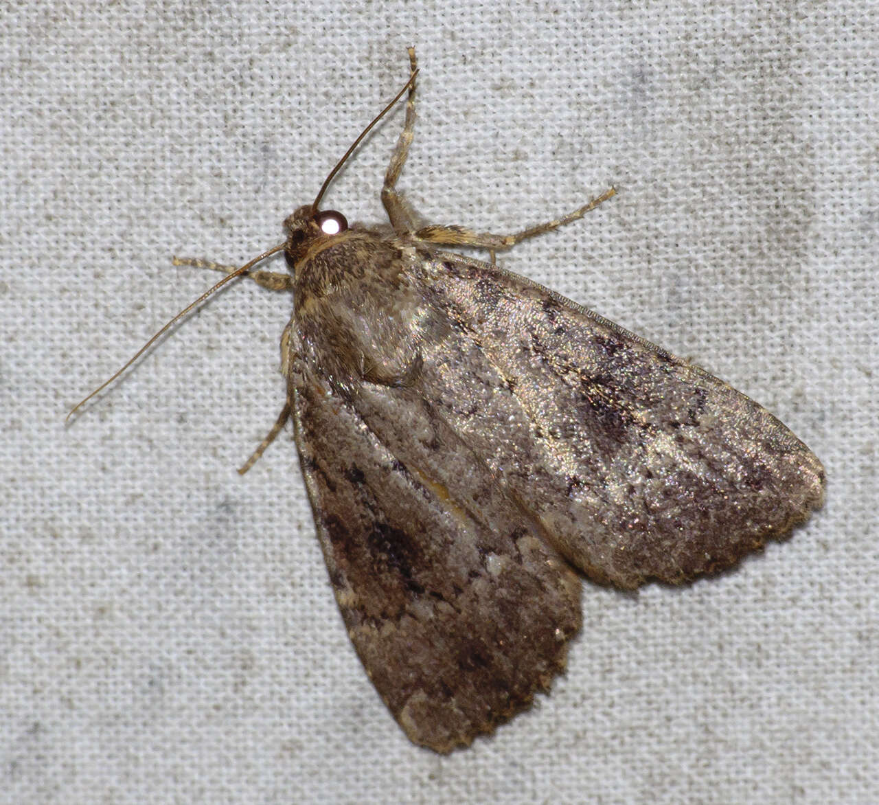 Слика од Amphipyra pyramidea Linnaeus 1758