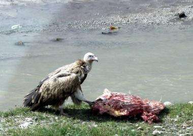 Image of Himalayan Griffon