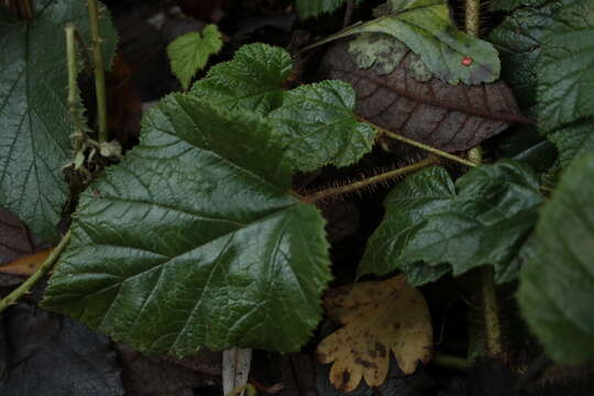 Image of Creeping Bramble