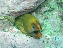 Image of Yellow moray